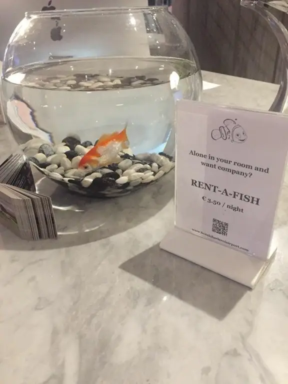 A pet fish in a hotel room