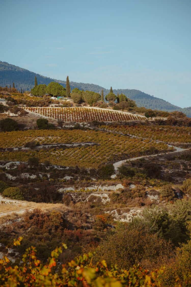 Cyprus, Vineyards