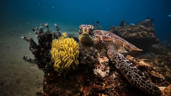 Philippines giant turtles